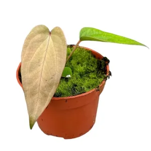 10 - 15cm Anthurium Magnificum X Nigrolaminum Gigi House Plant 10,5 cm Pot