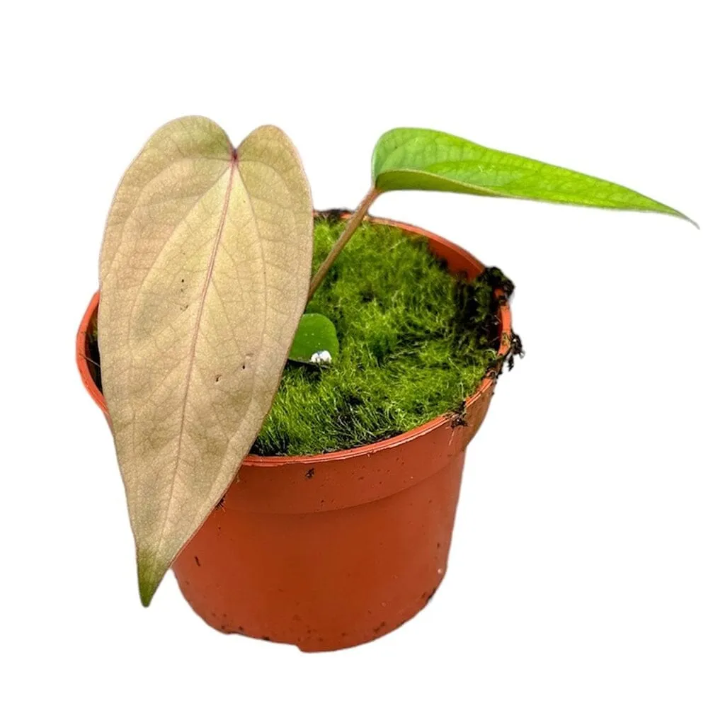10 - 15cm Anthurium Magnificum X Nigrolaminum Gigi House Plant 10,5 cm Pot