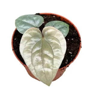 10cm Anthurium Luxurians House Plant 10,5 cm Pot