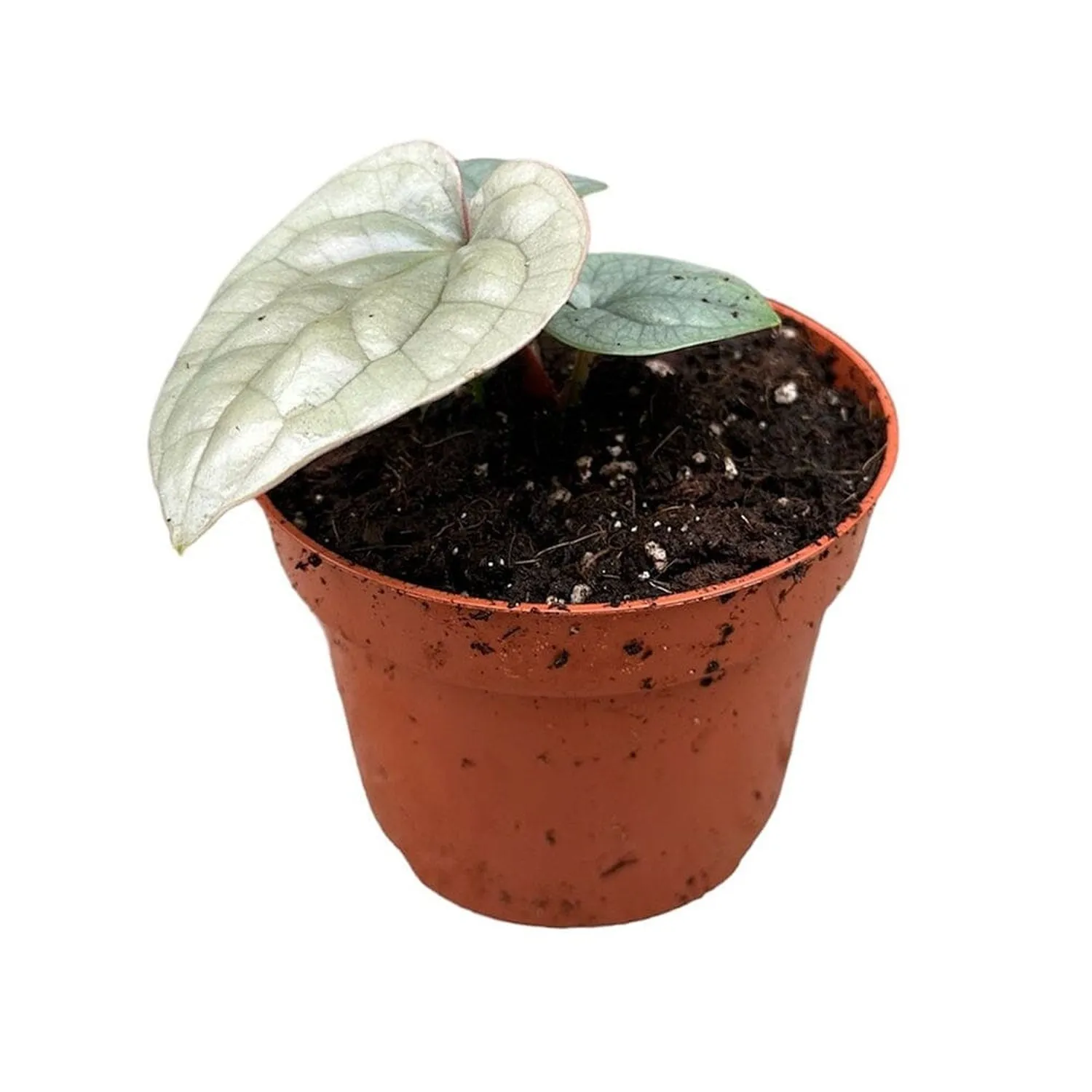 10cm Anthurium Luxurians House Plant 10,5 cm Pot