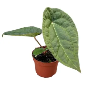 15 cm  Anthurium Crystallinum x Luxurians House Plant 10,5 cm Pot