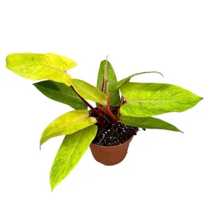 30 cm  Philodendron Painted Lady House Plant 17 cm Pot