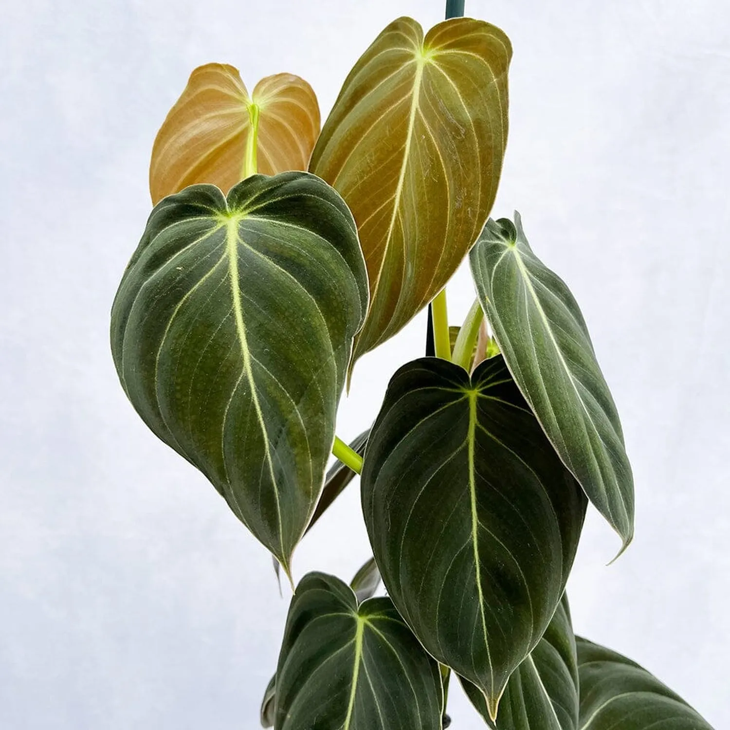 40 - 50cm Philodendron Melanochrysum 17cm Pot House Plant