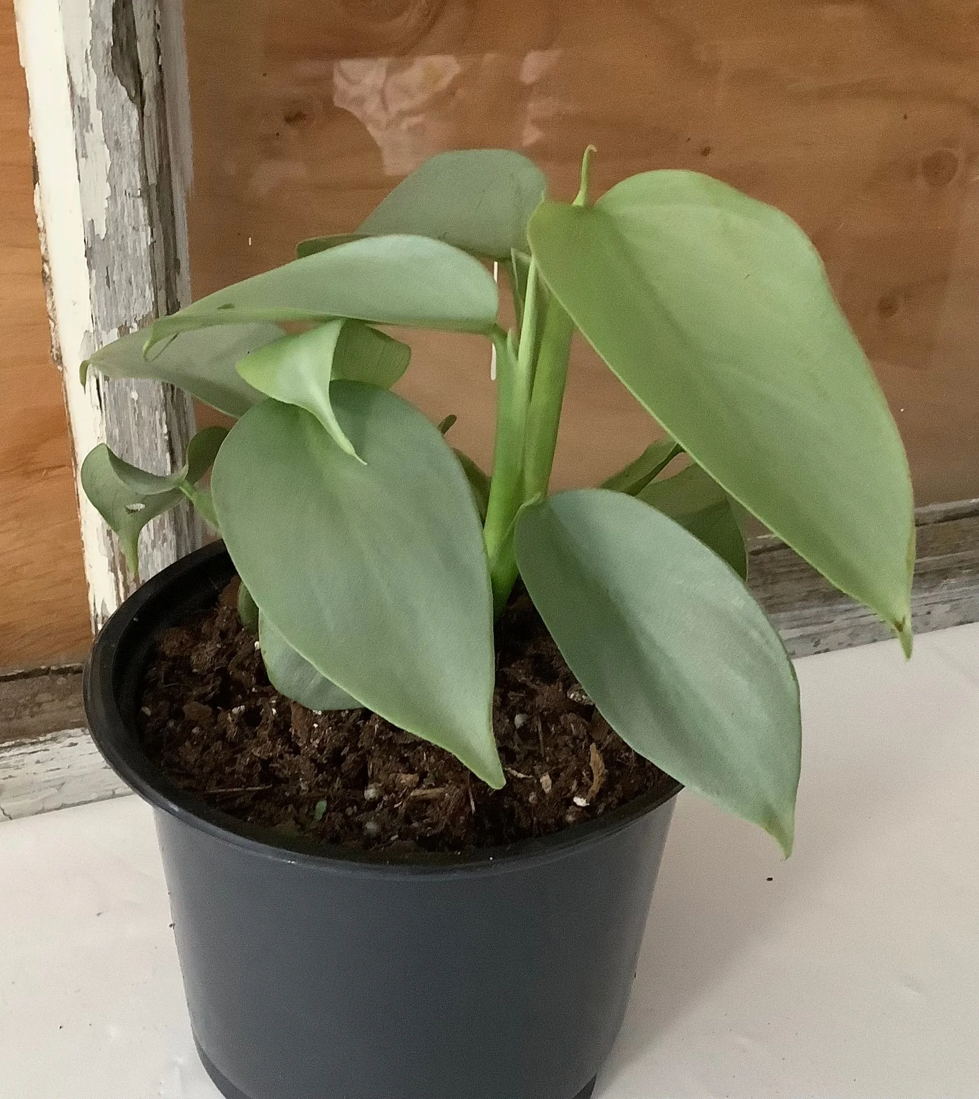 4" Philodendron: Silver Sword