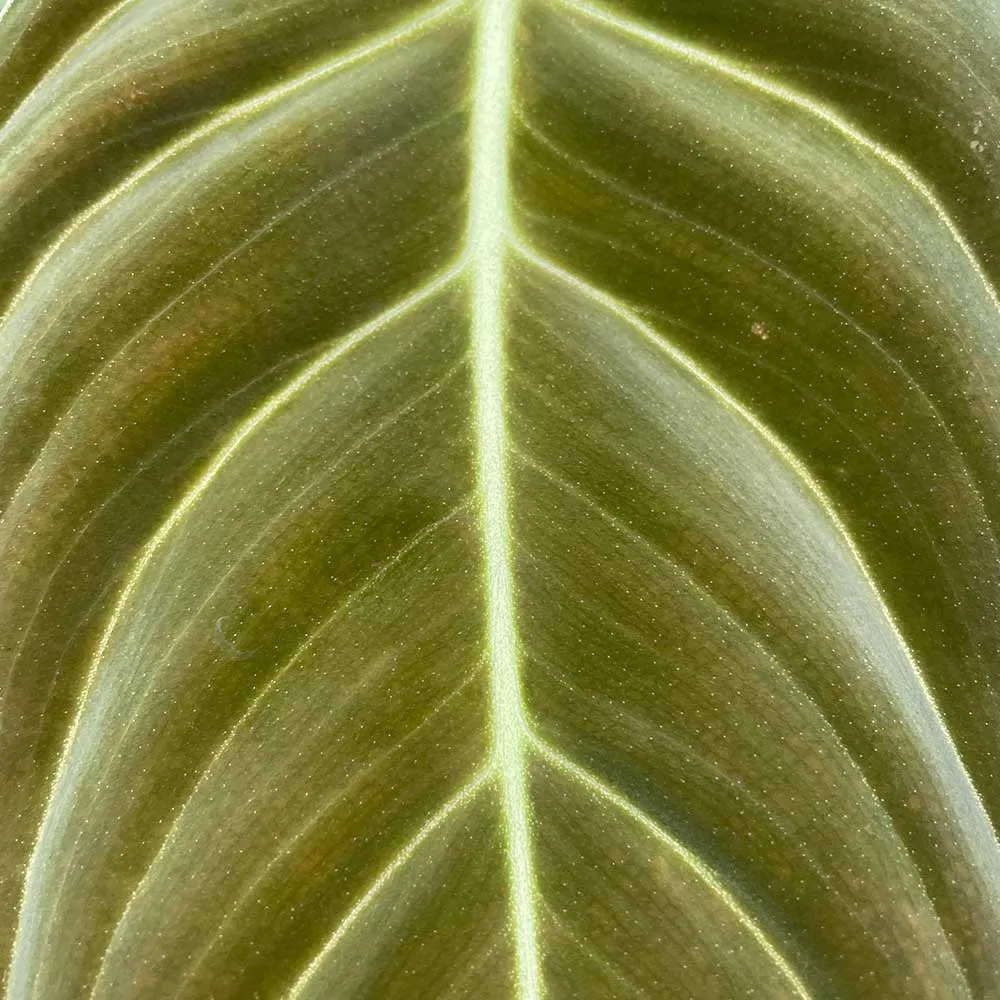50 - 60cm Philodendron Melanochrysum on mosspole 17cm Pot House Plant