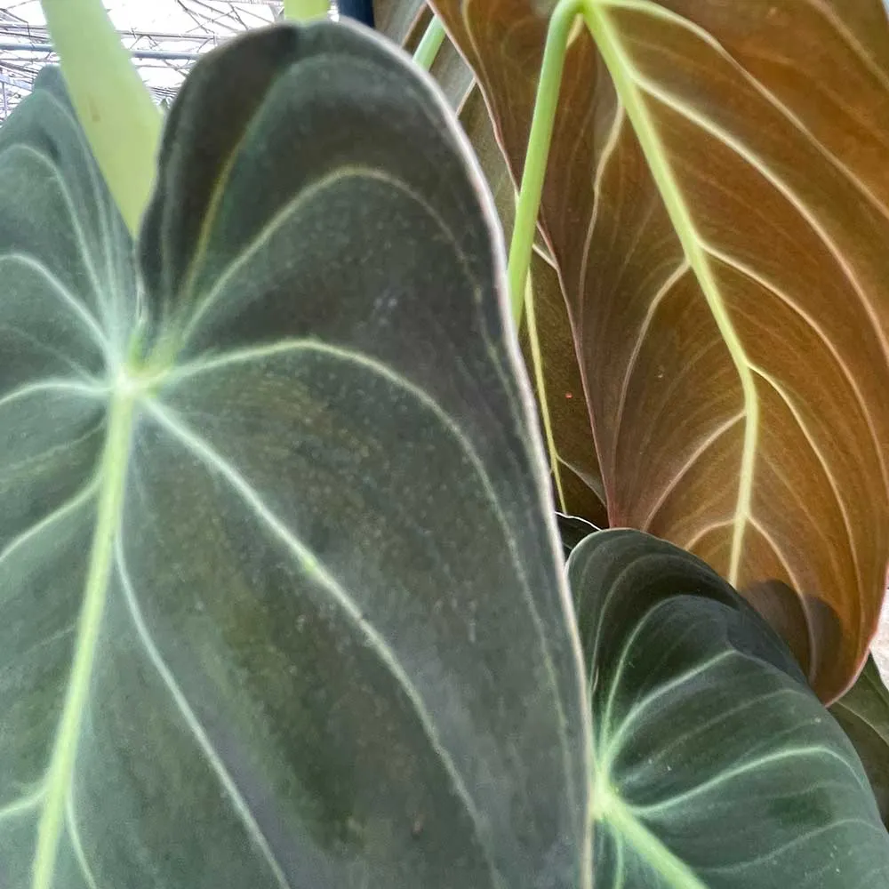 50 - 60cm Philodendron Melanochrysum on mosspole 17cm Pot House Plant
