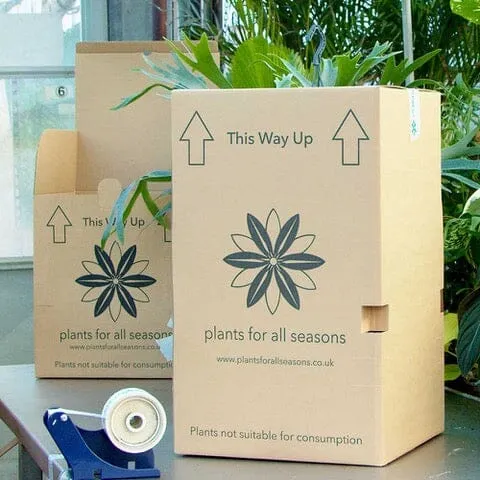 50 - 60cm Philodendron Melanochrysum on mosspole 17cm Pot House Plant