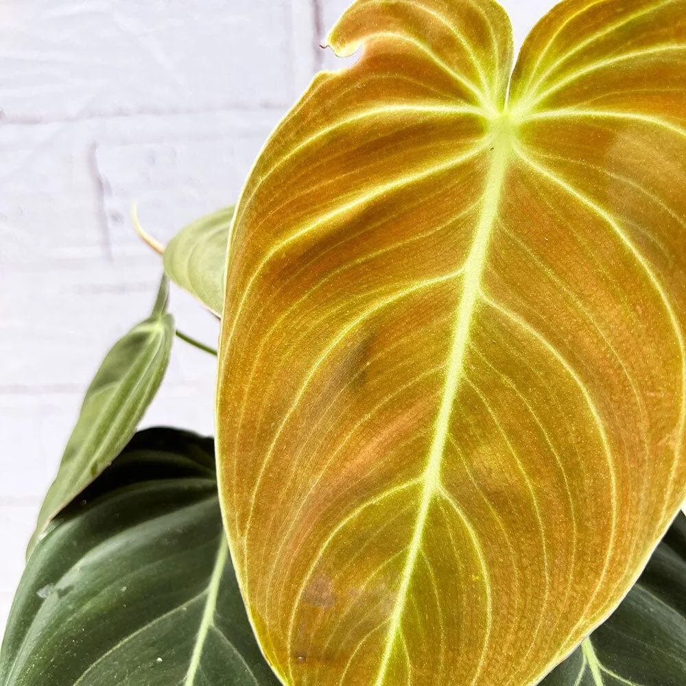 50 - 60cm Philodendron Melanochrysum on mosspole 17cm Pot House Plant