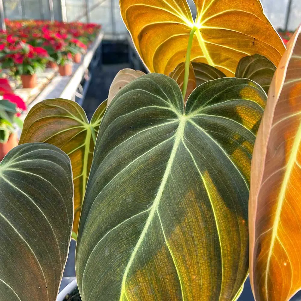 50 - 60cm Philodendron Melanochrysum on mosspole 17cm Pot House Plant