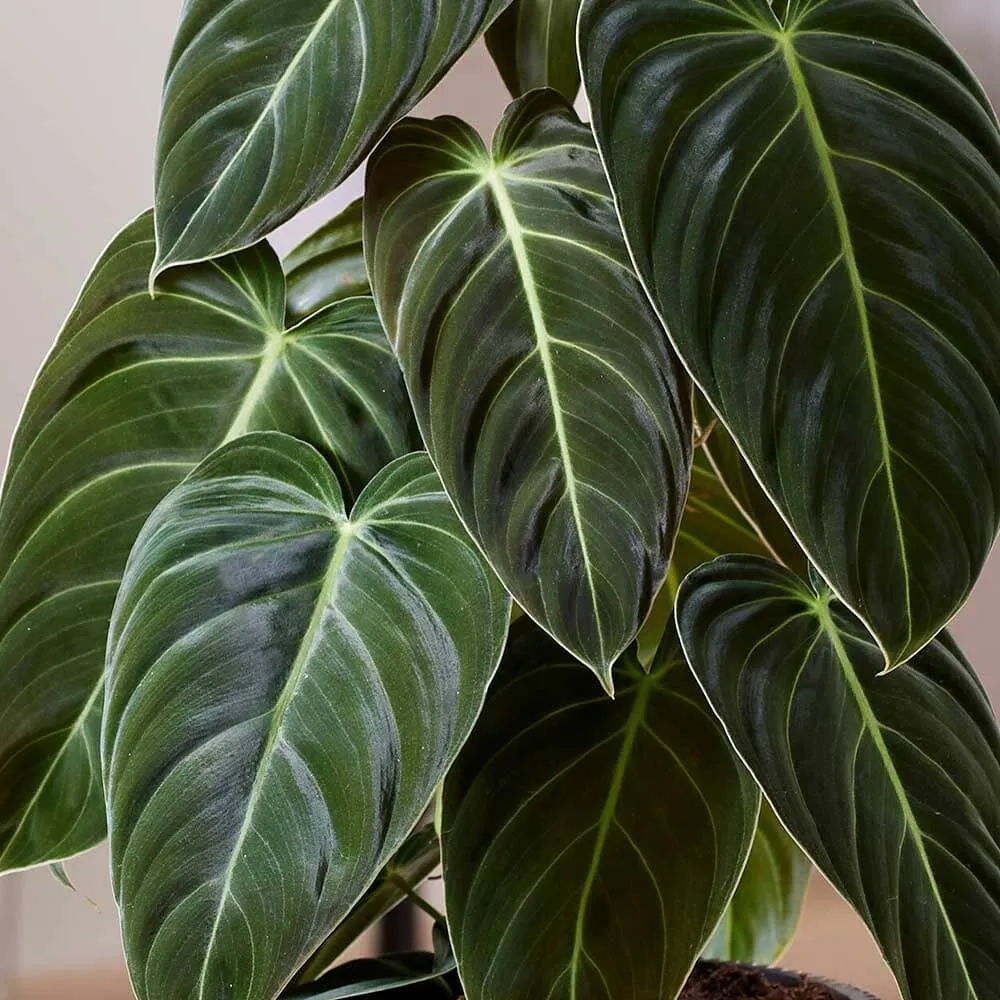 50 - 60cm Philodendron Melanochrysum on mosspole 17cm Pot House Plant