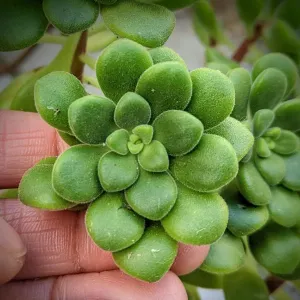 Aeonium Lindleyi