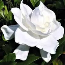 August Beauty Gardenia 3gal