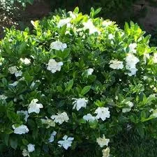August Beauty Gardenia 3gal