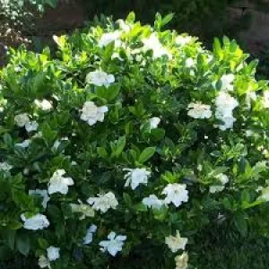 August Beauty Gardenia 3gal