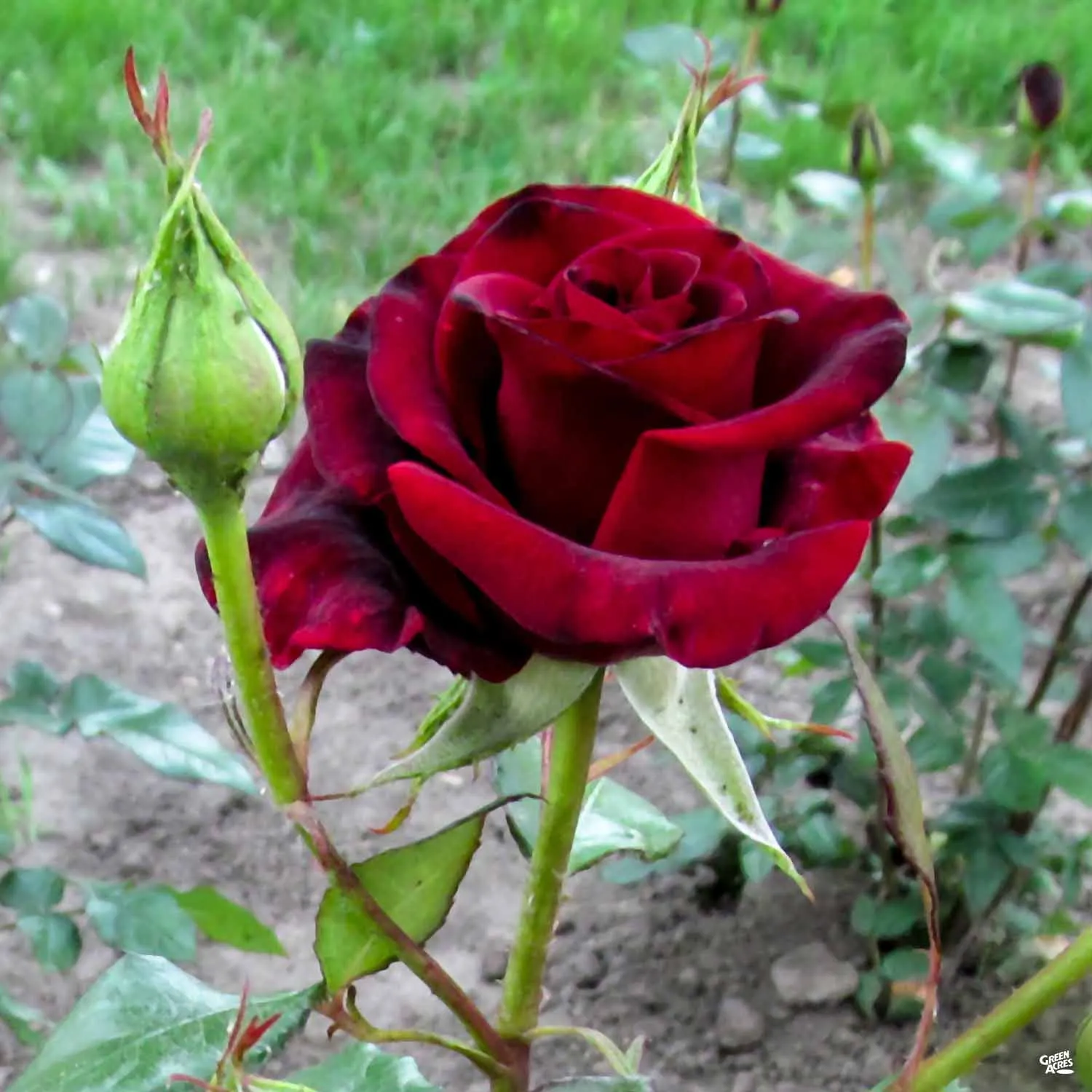 Black Baccara&#8482; Rose Bareroot