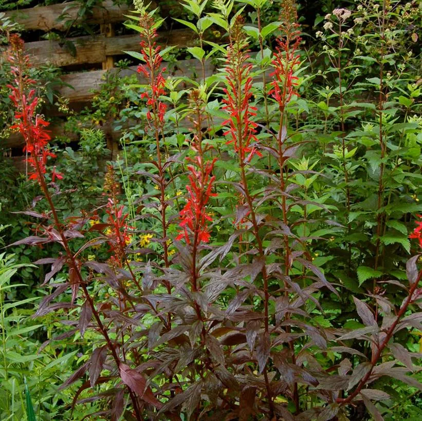 Black Truffle Cardinal Flower