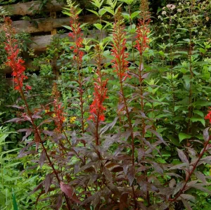 Black Truffle Cardinal Flower