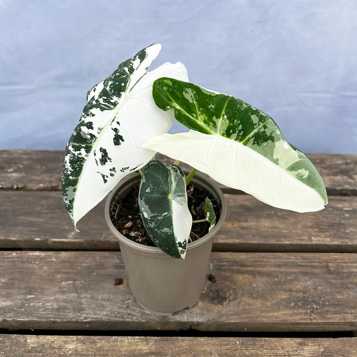 (Half Moon) Variegated Alocasia Frydek Elephant Ear Albo Variegata 7cm Pot