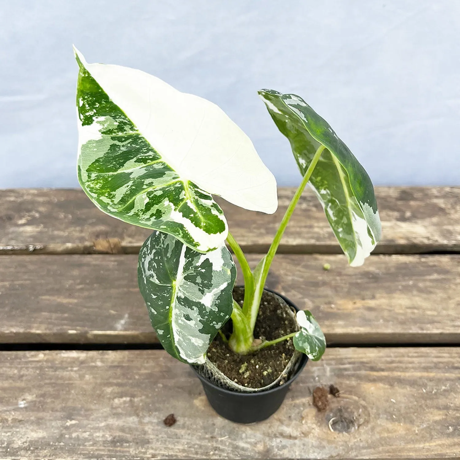 (Half Moon) Variegated Alocasia Frydek Elephant Ear Albo Variegata 7cm Pot