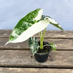 (Half Moon) Variegated Alocasia Frydek Elephant Ear Albo Variegata 7cm Pot