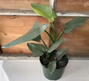 Philodendron: Silver Sword Totem 2 Gal