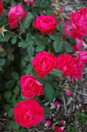 Rose: 'Winnipeg Parks' Red - 2 gal (Bl)