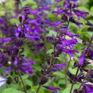 Salvia 'Amistad'